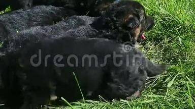 一群德国黑牧犬睡在绿草中